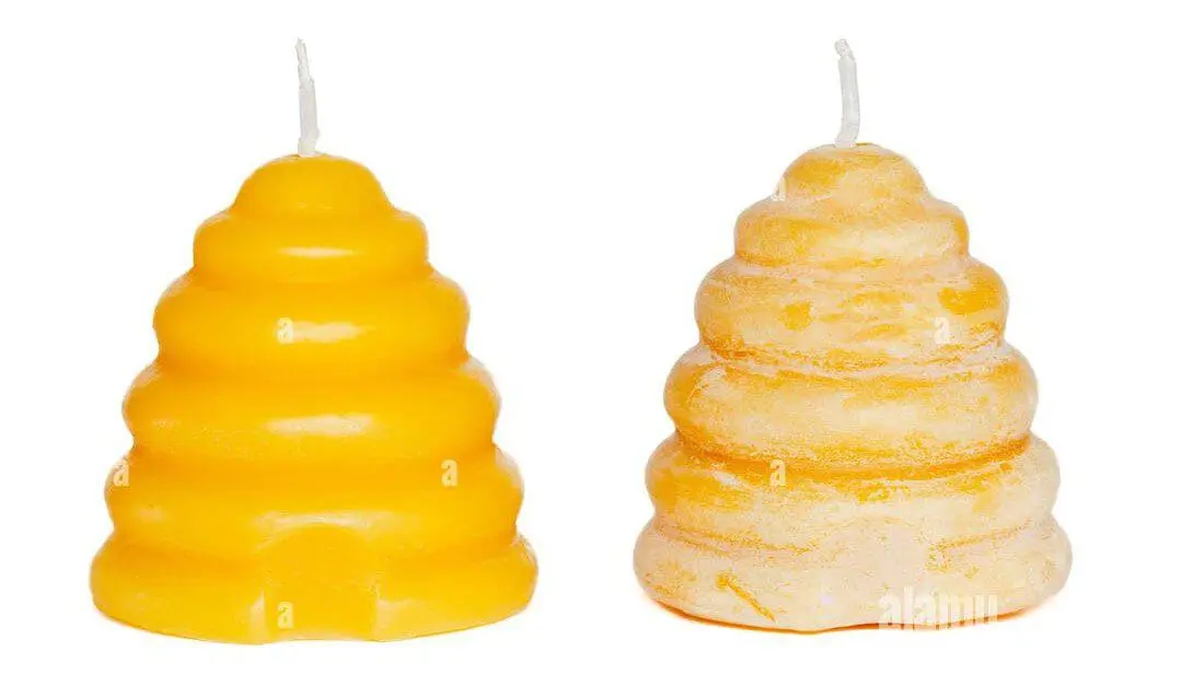 Beeswax Bloom